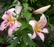tn_gallery_276_1323_86946.jpg