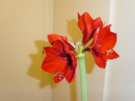 gallery_5587_3152_34971.jpg