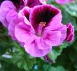 tn_gallery_352_2206_53110.jpg