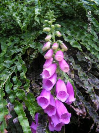 gallery_1786_3222_37790.jpg