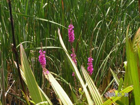 gallery_1786_3222_200953.jpg