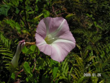 gallery_1786_3222_91721.jpg