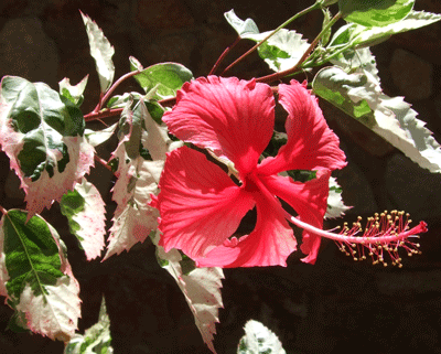 gallery_362_3227_2244.gif