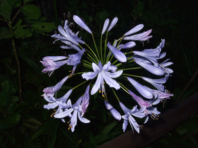 gallery_362_3227_31998.gif