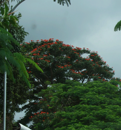 gallery_362_3227_80323.gif
