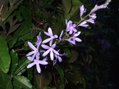 gallery_362_3227_9354.gif
