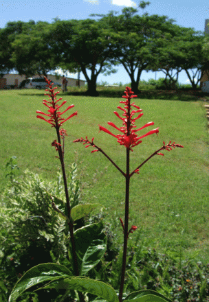 gallery_362_3227_108840.gif