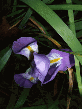 gallery_362_3227_112517.gif