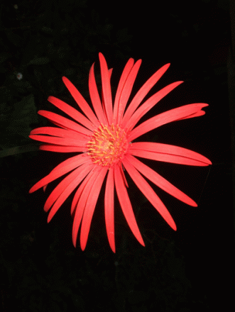 gallery_362_3227_113195.gif