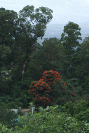 gallery_362_3227_136393.gif