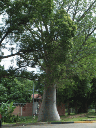 gallery_362_3227_159480.gif