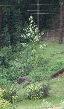 gallery_362_3227_198091.gif