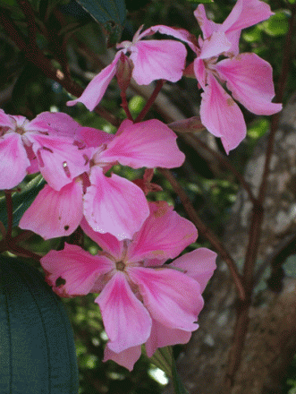 gallery_362_3227_37003.gif