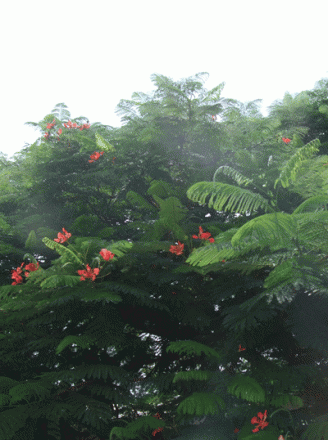 gallery_362_3227_43894.gif
