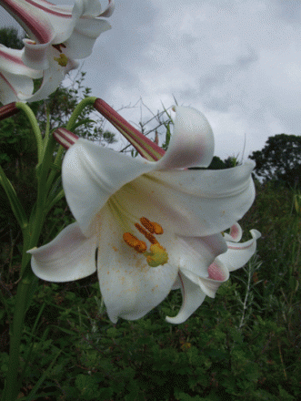 gallery_362_3227_72762.gif
