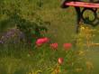 tn_gallery_100_3061_19968.jpg