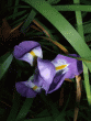 tn_gallery_362_3227_112517.gif