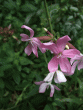 tn_gallery_362_3227_125666.gif