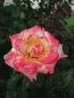 tn_gallery_362_3227_15681.gif