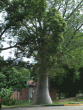 tn_gallery_362_3227_159480.gif
