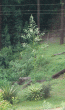 tn_gallery_362_3227_198091.gif