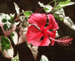 tn_gallery_362_3227_2244.gif