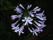 tn_gallery_362_3227_31998.gif