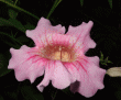 tn_gallery_362_3227_41410.gif