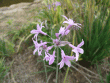 tn_gallery_362_3227_53196.gif