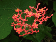 tn_gallery_362_3227_67500.gif