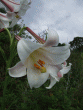 tn_gallery_362_3227_72762.gif