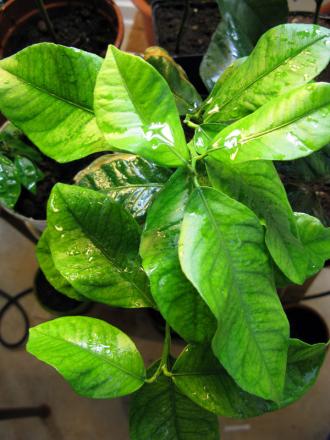 gallery_10947_664_94183.jpg