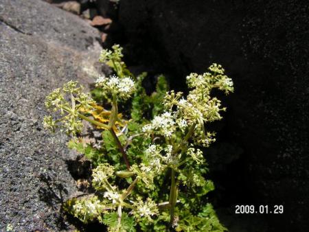 gallery_1786_3222_52097.jpg