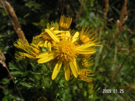 gallery_1786_3222_53477.jpg
