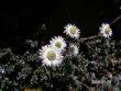 tn_gallery_1786_3222_86852.jpg
