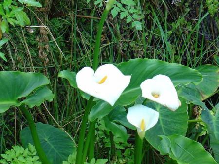 gallery_4755_3230_15831.jpg