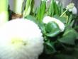 tn_gallery_4755_3236_132779.jpg