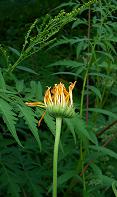 gallery_13523_3241_9361.jpg
