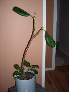 gallery_21576_3245_11734.jpg