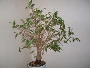 gallery_21576_3245_20816.jpg
