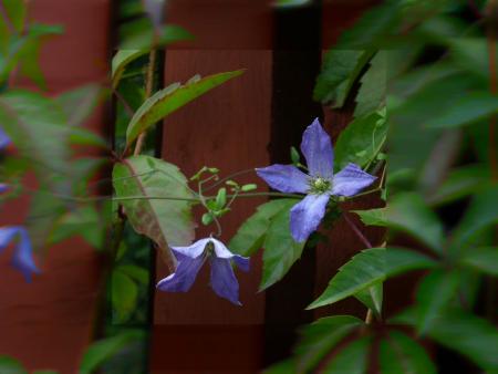 gallery_13523_3241_105423.jpg