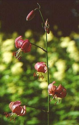 gallery_13523_3241_35857.jpg