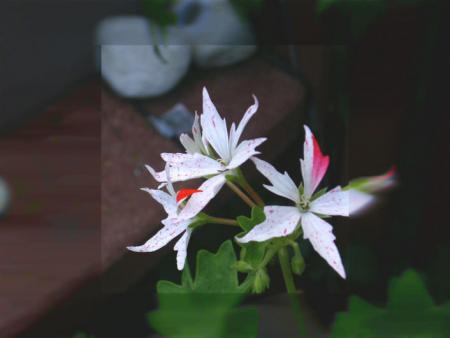 gallery_13523_3241_45661.jpg
