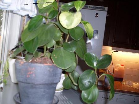 gallery_21576_3245_21371.jpg