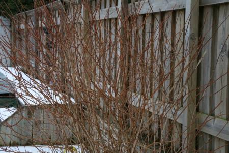 gallery_10628_3218_131557.jpg