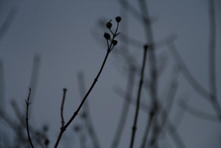 gallery_10628_3218_3620.jpg