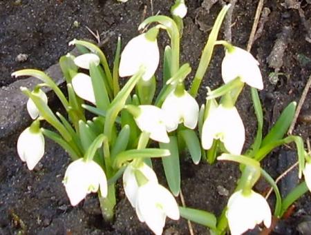 gallery_19305_2975_31452.jpg