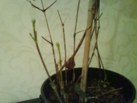 gallery_21244_3246_29.jpg