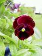 tn_gallery_3363_62_44034.jpg