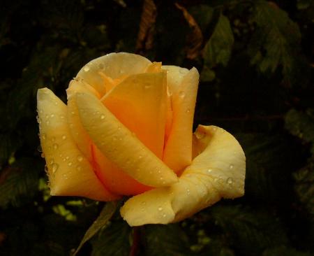 gallery_12789_3020_150481.jpg